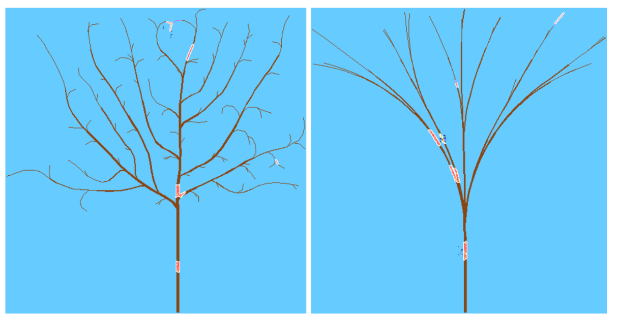 Tree Disease Spread Cellular Automata